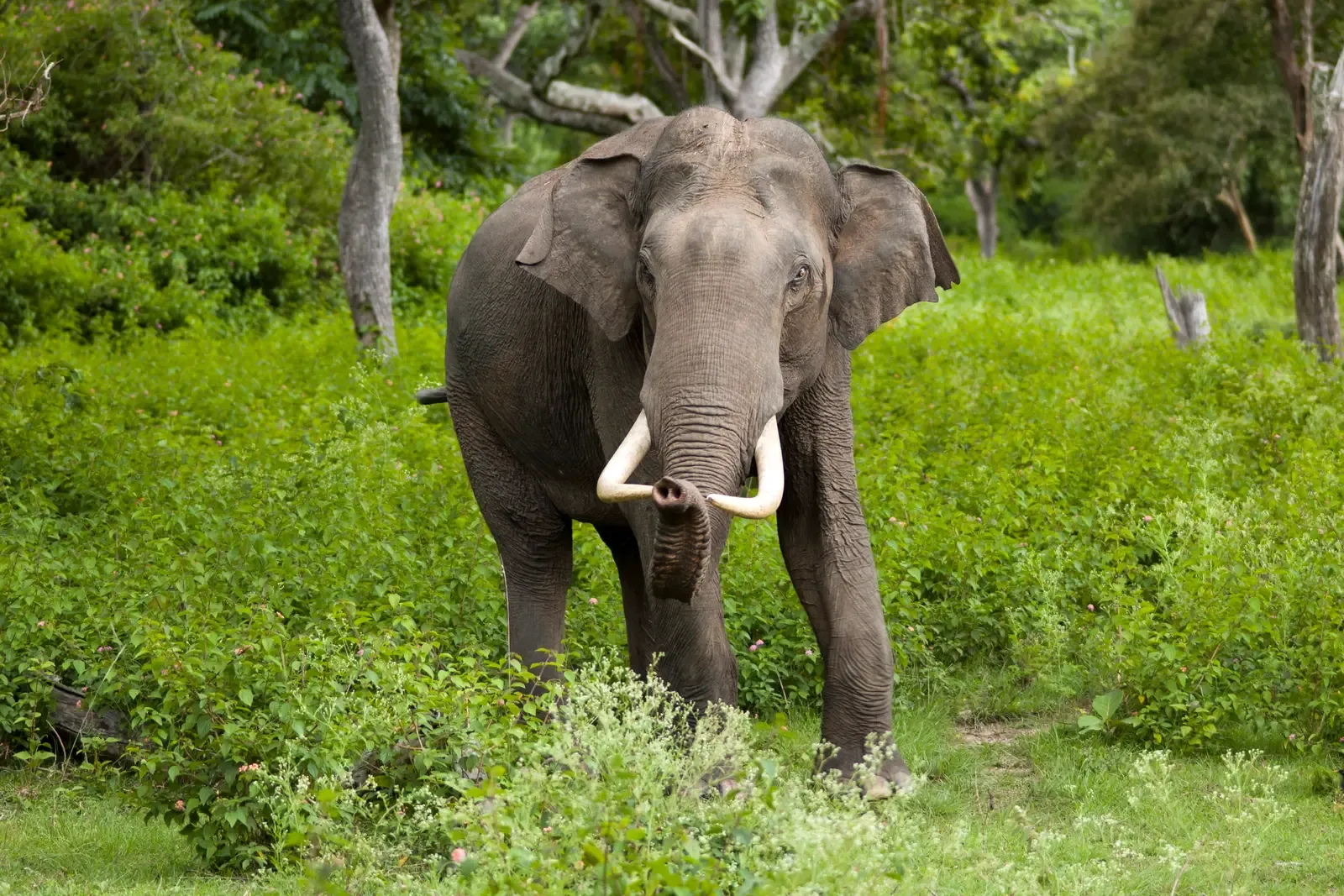 #9 - Their Closest Living Relative Isn't the Elephant You're Picturing (By Yathin S Krishnappa, CC BY-SA 3.0)