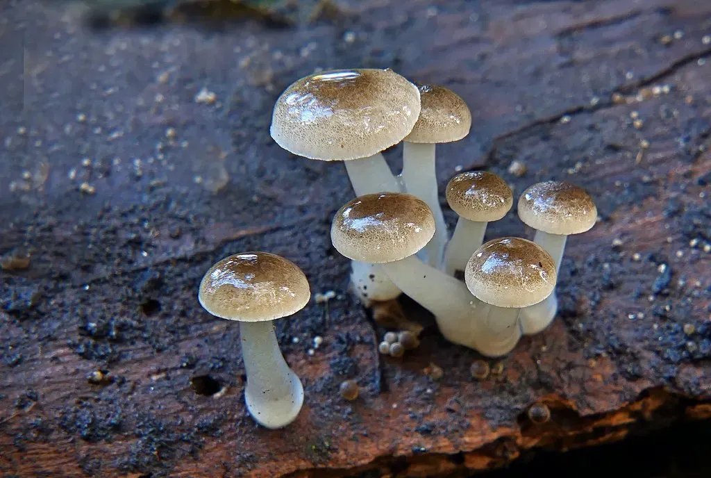 5. The Fungal Bloom Theory: Death by Microscopic Spores (Image Credits: Flickr)
