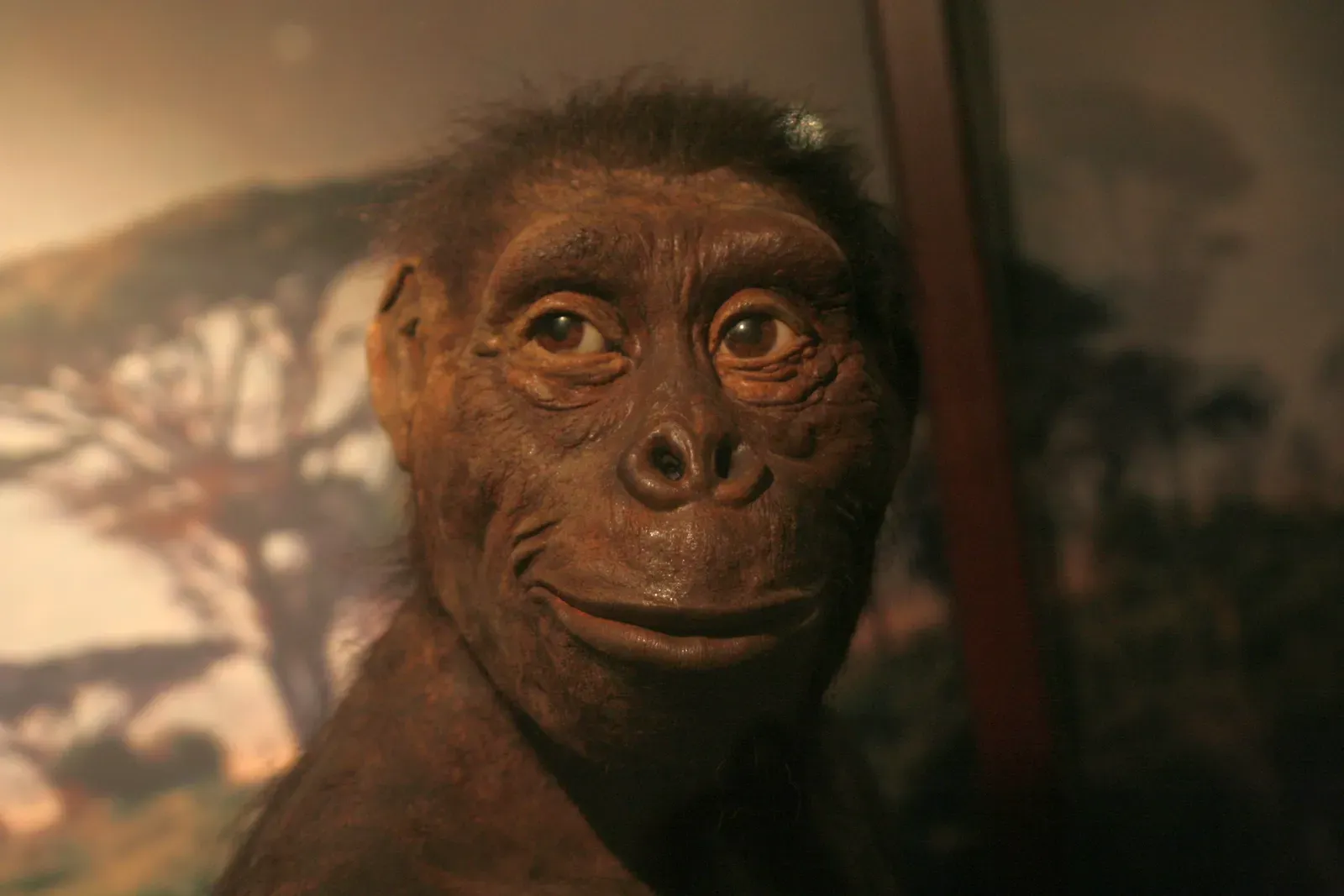 #1 - Australopithecus afarensis (Lucy) May Not Be Our Ancestor After All (By Shalom, CC BY-SA 3.0)