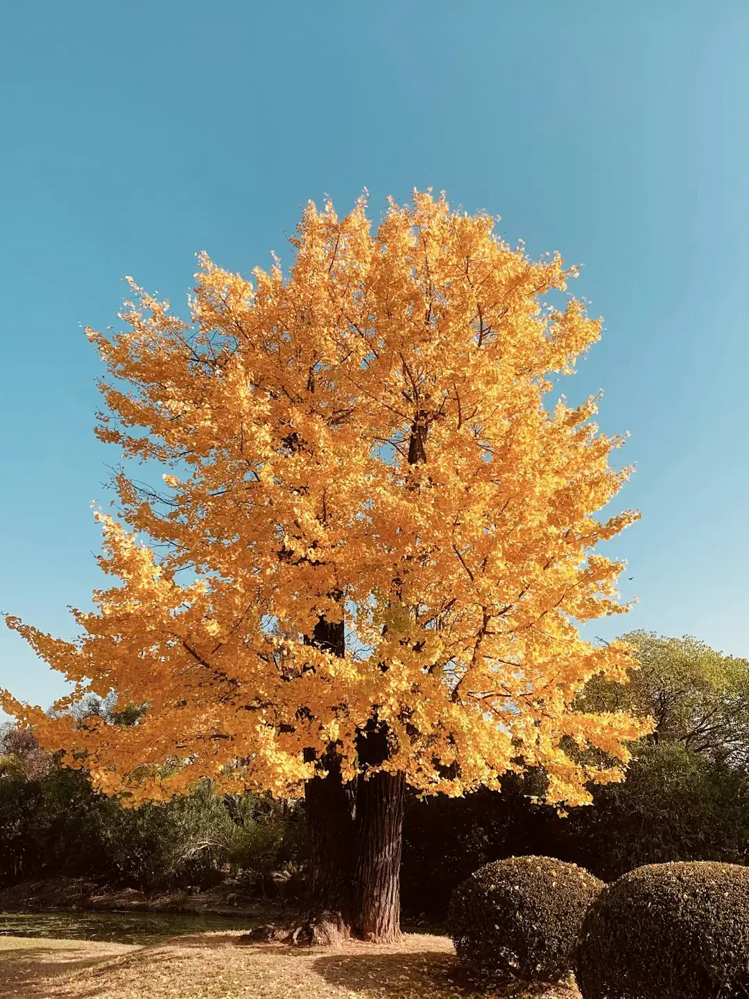 A Tree That Grew Alongside the First Dinosaurs (Image Credits: Unsplash)