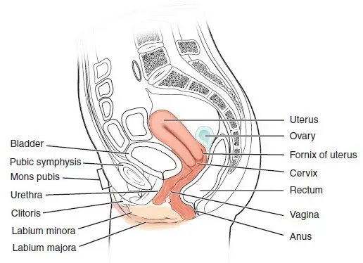 #12 - The Ovaries (By CFCF, CC BY-SA 3.0)