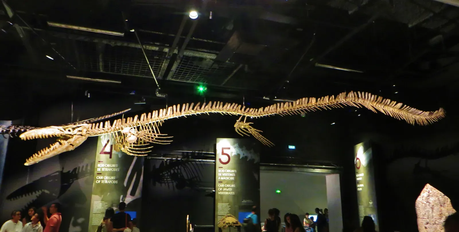 1. You Are Meeting an Apex Predator That Was Not a Dinosaur (By Ghedoghedo, CC BY-SA 4.0)