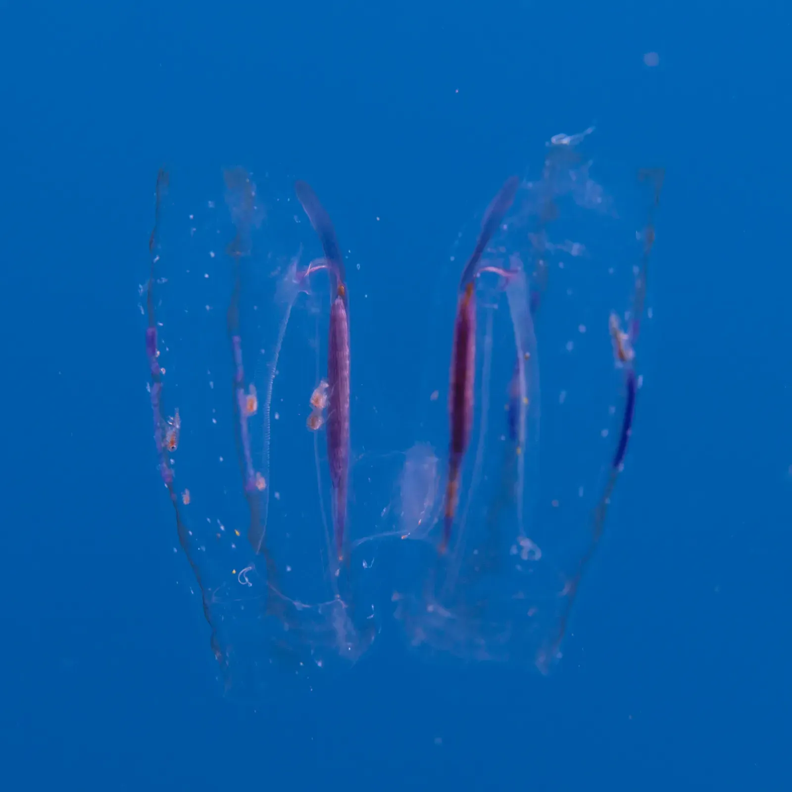 Libra – The Hypnotic Comb Jelly (By Diego Delso, CC BY-SA 4.0)