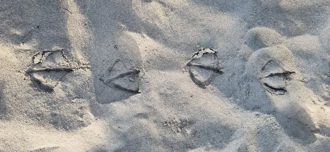8. They Walked on All Fours and Could Be Surprisingly Good on Land (Image Credits: Unsplash)