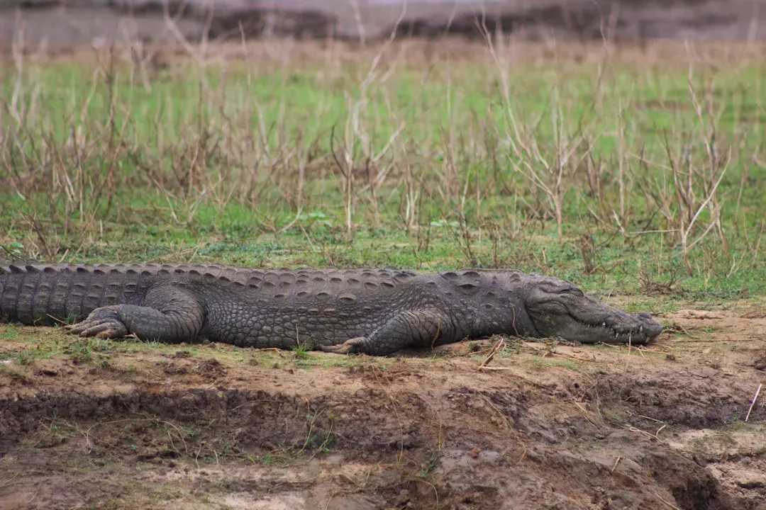 Modern Birds and Crocodiles Are Your Time Machine (Image Credits: Unsplash)