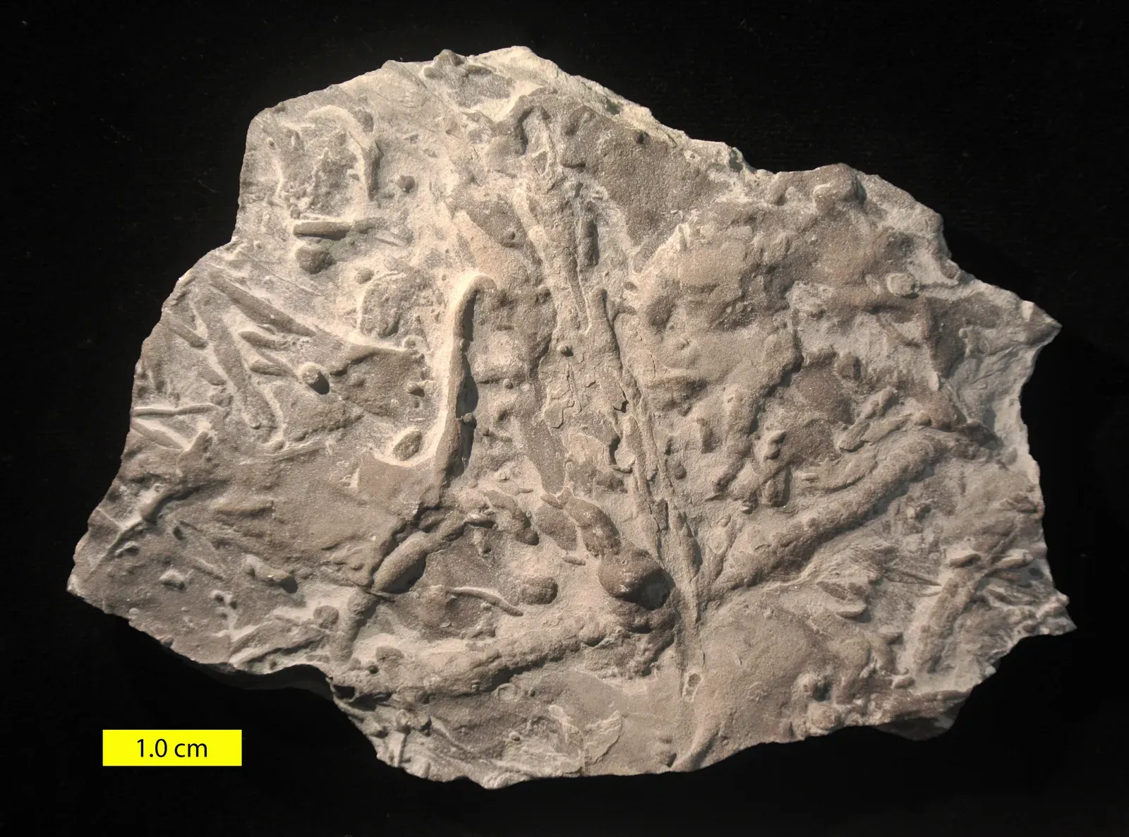 #14 - The Mysterious End-Ordovician Kill Pulse (By Wilson44691, CC0)