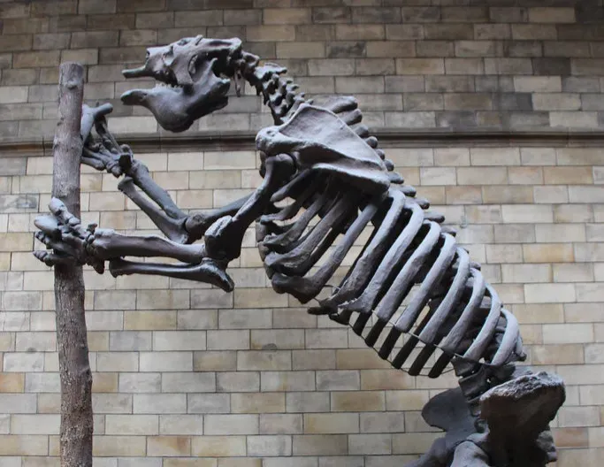 #1 - They Were Almost Mistaken for Giant Lions (Image Credits: Flickr)