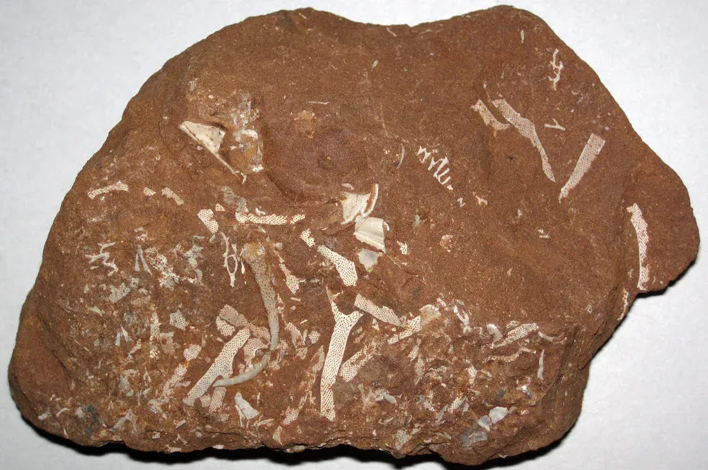 The Industrial Power of Microfossils - From Ancient Seas to Oil Wells (Image Credits: Flickr)