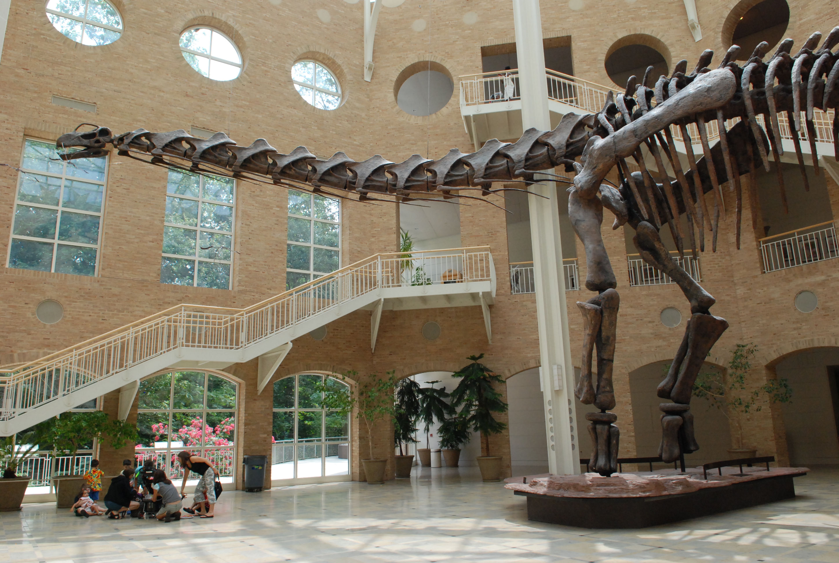 Its Diet Could Feed a Small Town (Image Credits: Wikimedia)