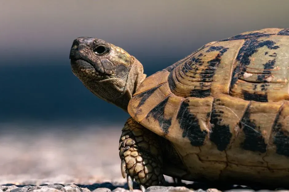 #8 - The Evolutionary Family Tree Still Doesn't Add Up (Image Credits: Pexels)