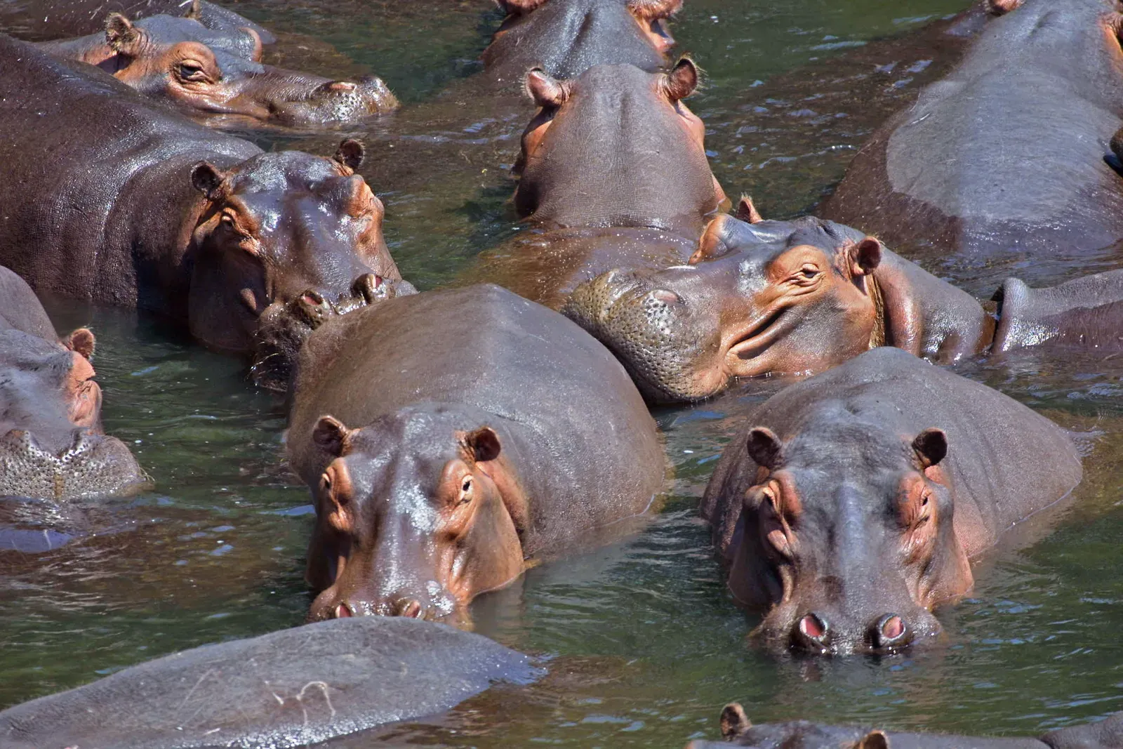 Hippopotamus Herds: Deceptively Dangerous Herbivores (Image Credits: Wikimedia)