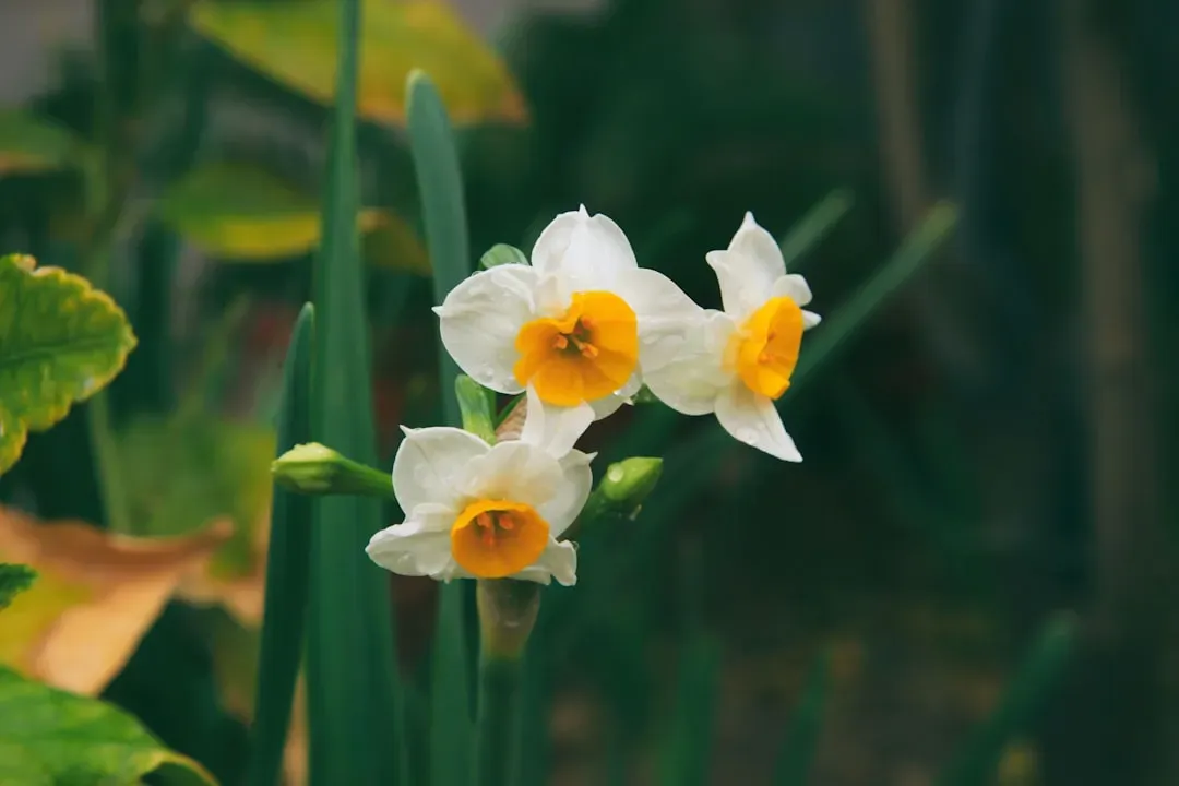December: The Peaceful Narcissus and the Protective Holly (Image Credits: Unsplash)