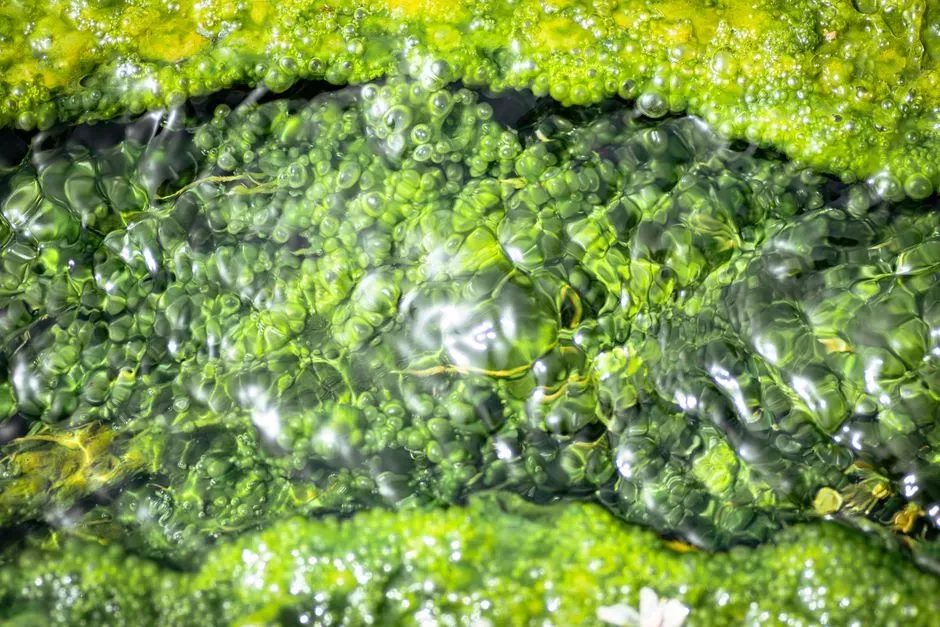 #5 - The "Primordial Slime" That Was Just Seawater and Alcohol (Image Credits: Pexels)