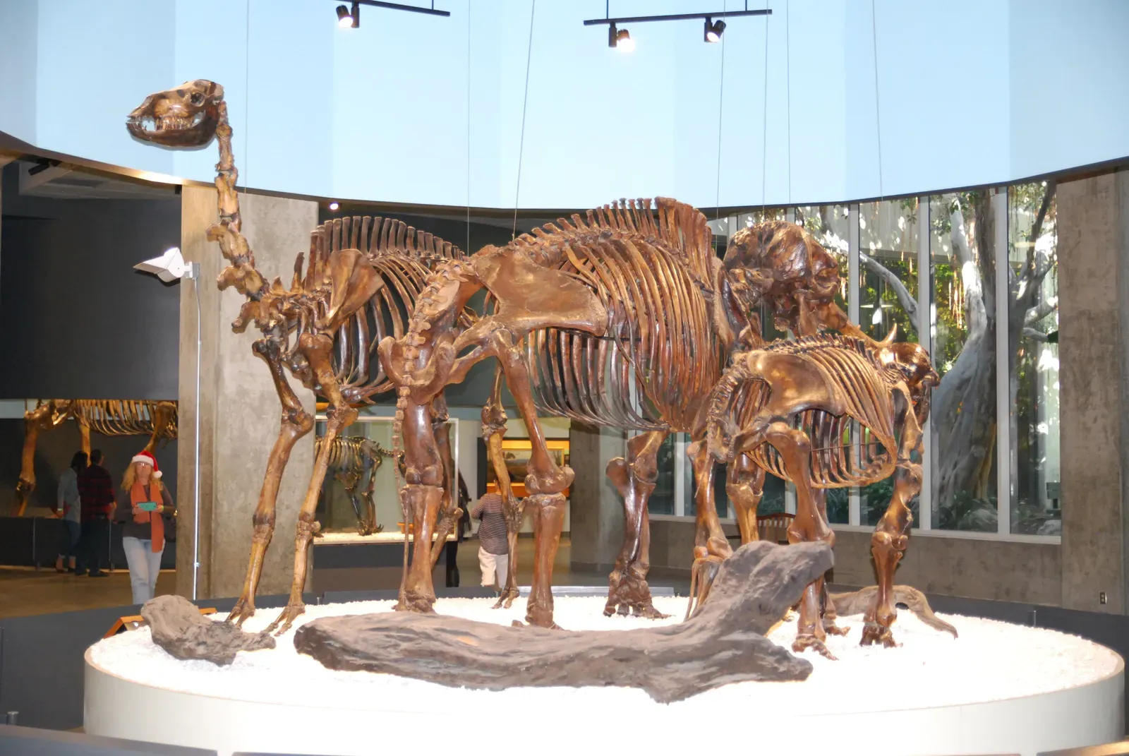 The Extinction Was Not One Cause, But a Cascading Collapse (Image Credits: Wikimedia)