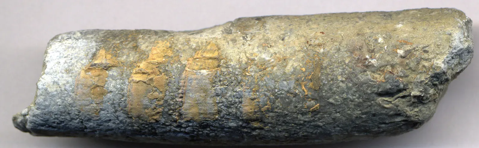 #10 - Cameroceras: The Straight-Shelled Giant That Ruled Before Fish Existed (Cameroceras inaequabile fossil nautiloid (Kope Formation, Upper Ordovician; roadcut just SE of AA Highway-Rt. 154 intersection, WSW of Moscow (Ohio), northern Kentucky, USA) 1, CC BY 2.0)