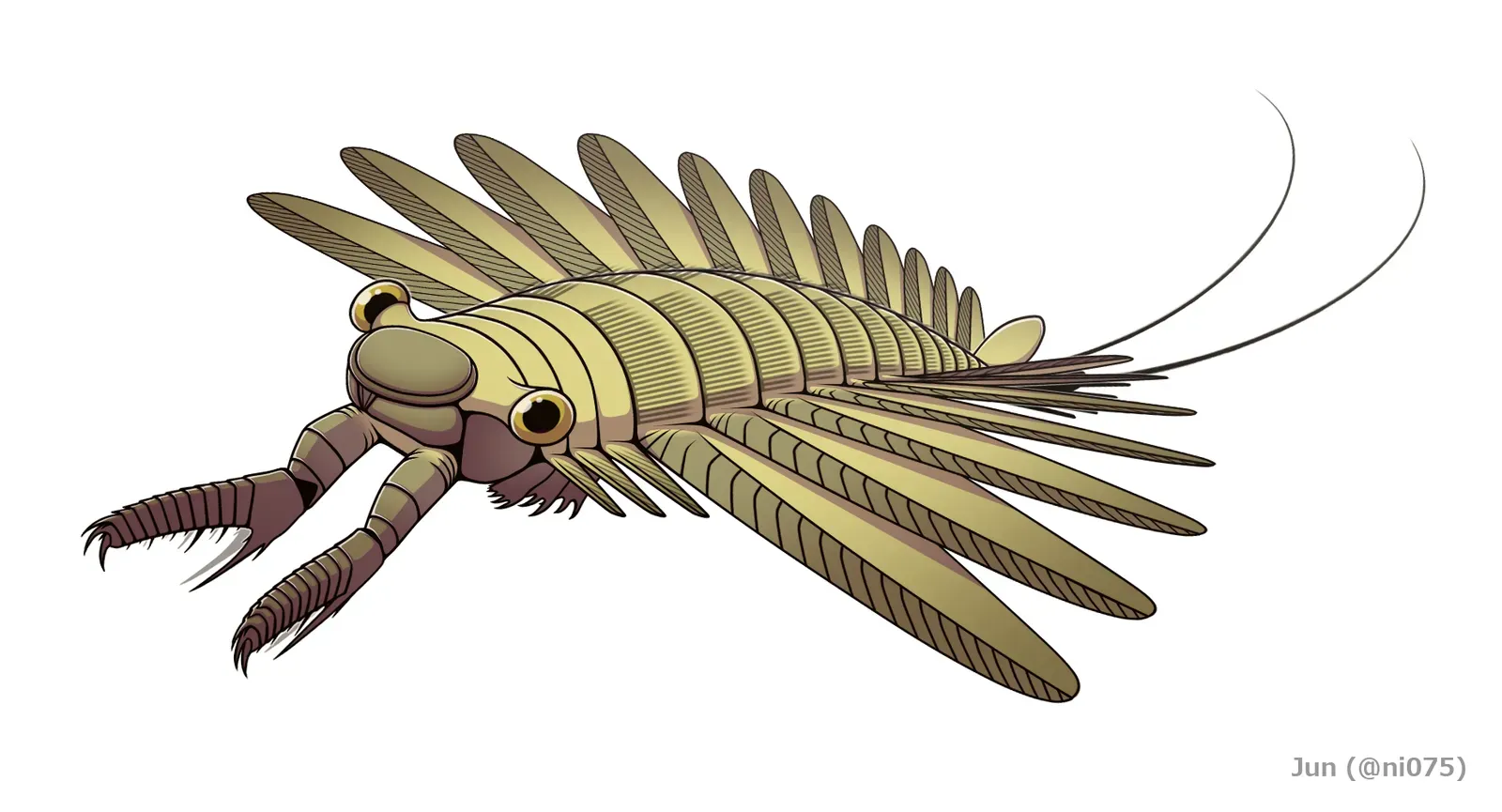 Anomalocaris: The Cambrian Apex Predator Nobody Understands (Image Credits: Wikimedia)