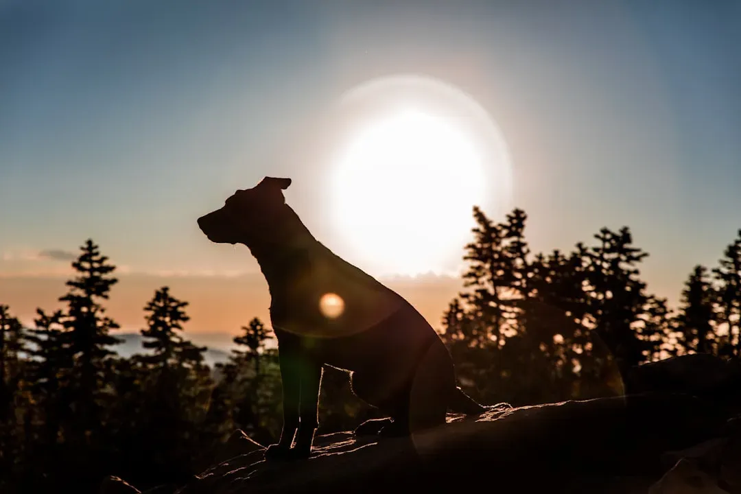 The timing problem: when dogs and dinosaurs actually lived (Image Credits: Unsplash)