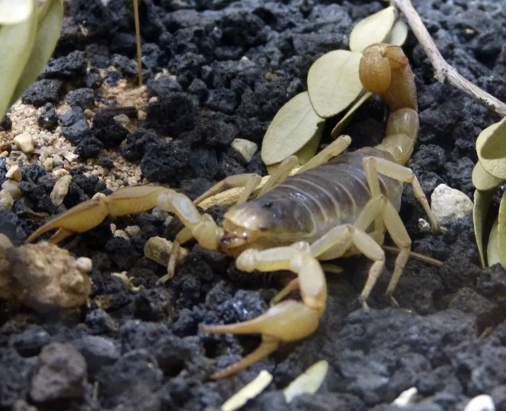 Aries: The Deathstalker Scorpion (Image Credits: Flickr)