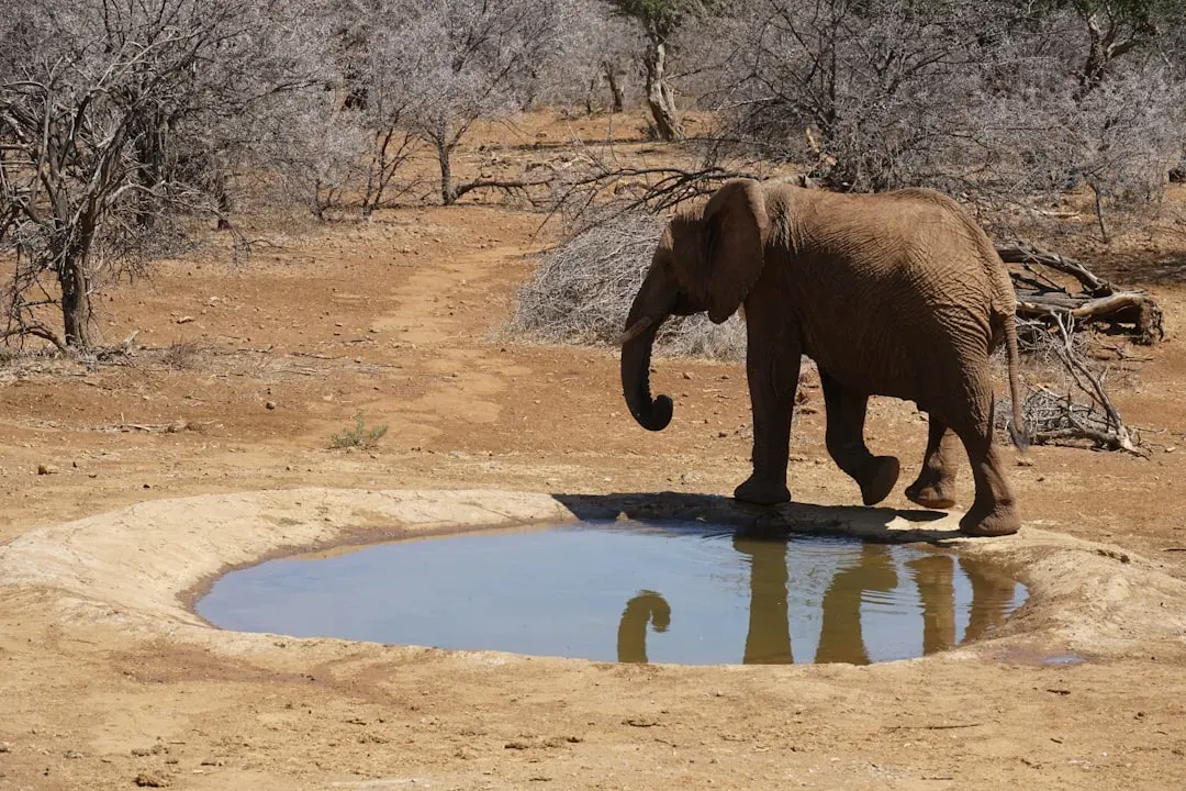 #6 - Some Elephants Can Recognize Themselves in a Mirror, and Nobody's Sure Why (Image Credits: Unsplash)
