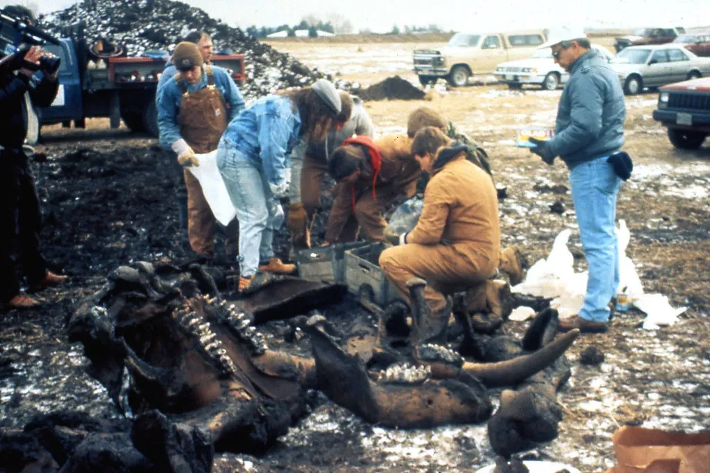 6. Cerutti Mastodon Site, California: A Radical Claim on Shaky Ground (James St. John, Flickr, CC BY 2.0)