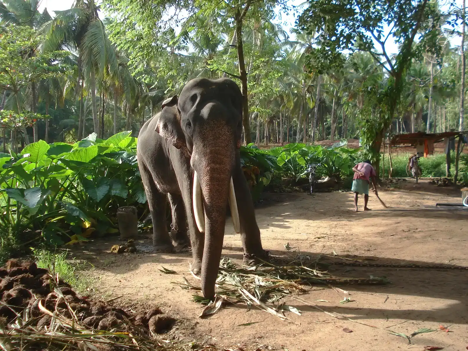 #5 - Elephants Solve Novel Problems Through Sudden Insight (Private collectioninstitution QS:P195,somevalue,P3831,Q768717, CC BY 3.0)