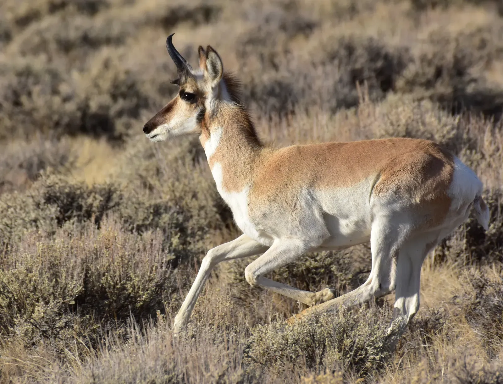 Outrunning Enemies That No Longer Chase Them (Pronghorn at Seedskadee National Wildlife Refuge, Public domain)