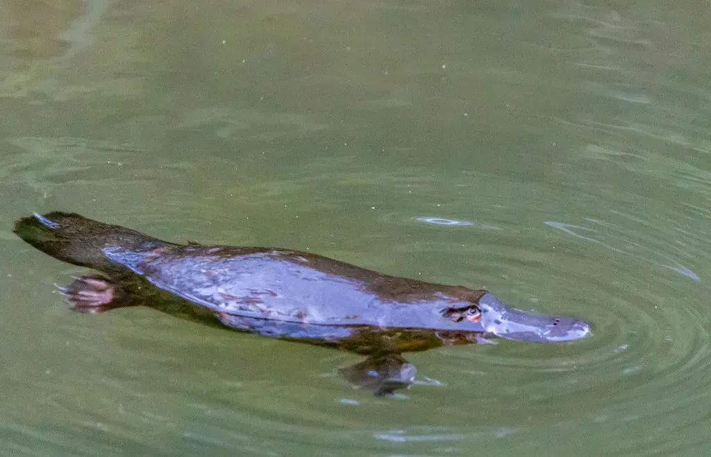 #2 - The Platypus: Scientists Thought It Was an Elaborate Hoax (Image Credits: Flickr)