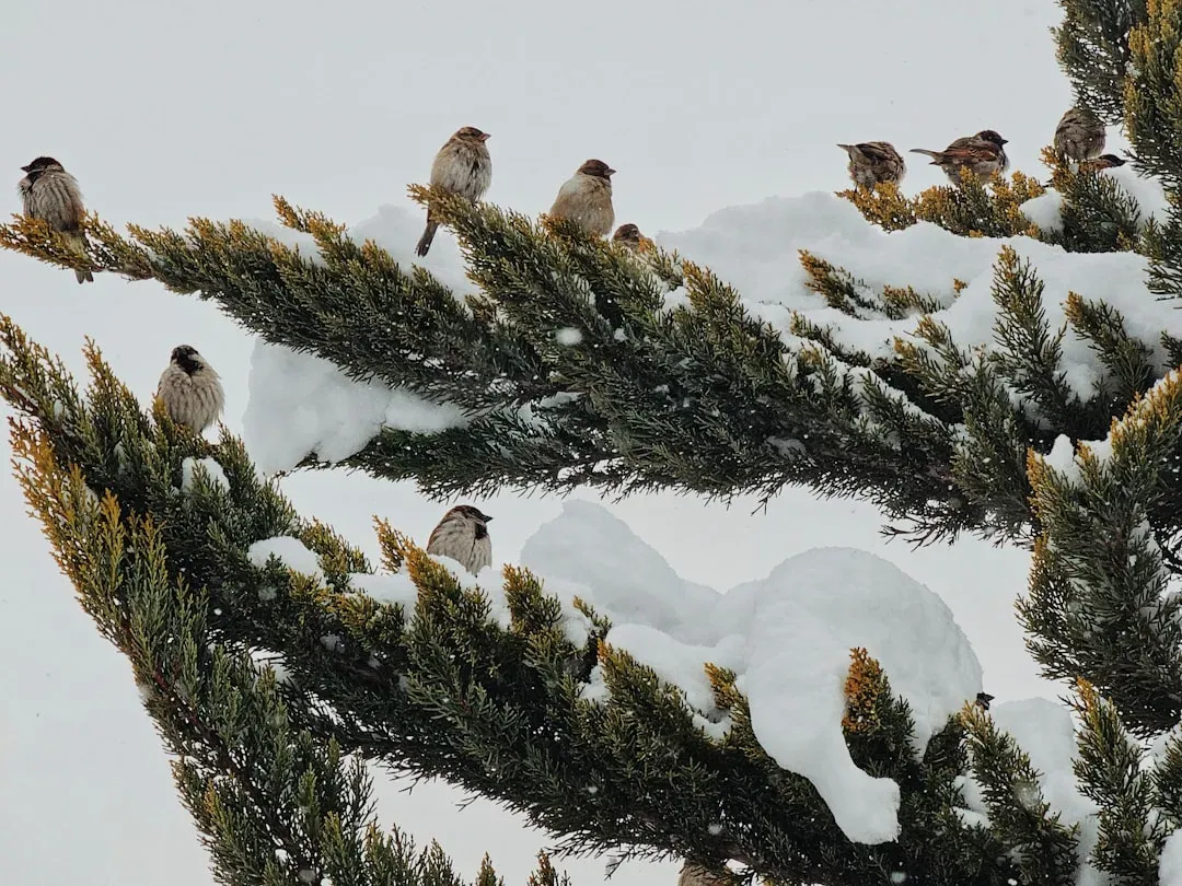 The Bird Specialists That Refuse to Compromise (Image Credits: Unsplash)