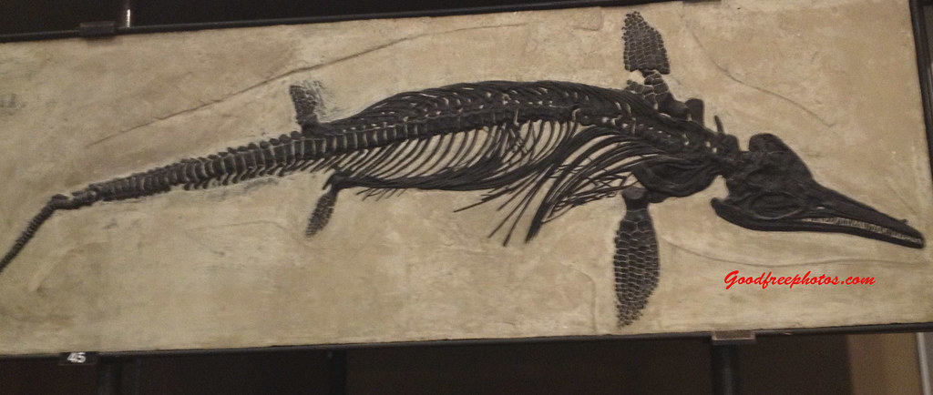 Anatomical Innovations: Engineering Perfect Silence (Image Credits: Flickr)