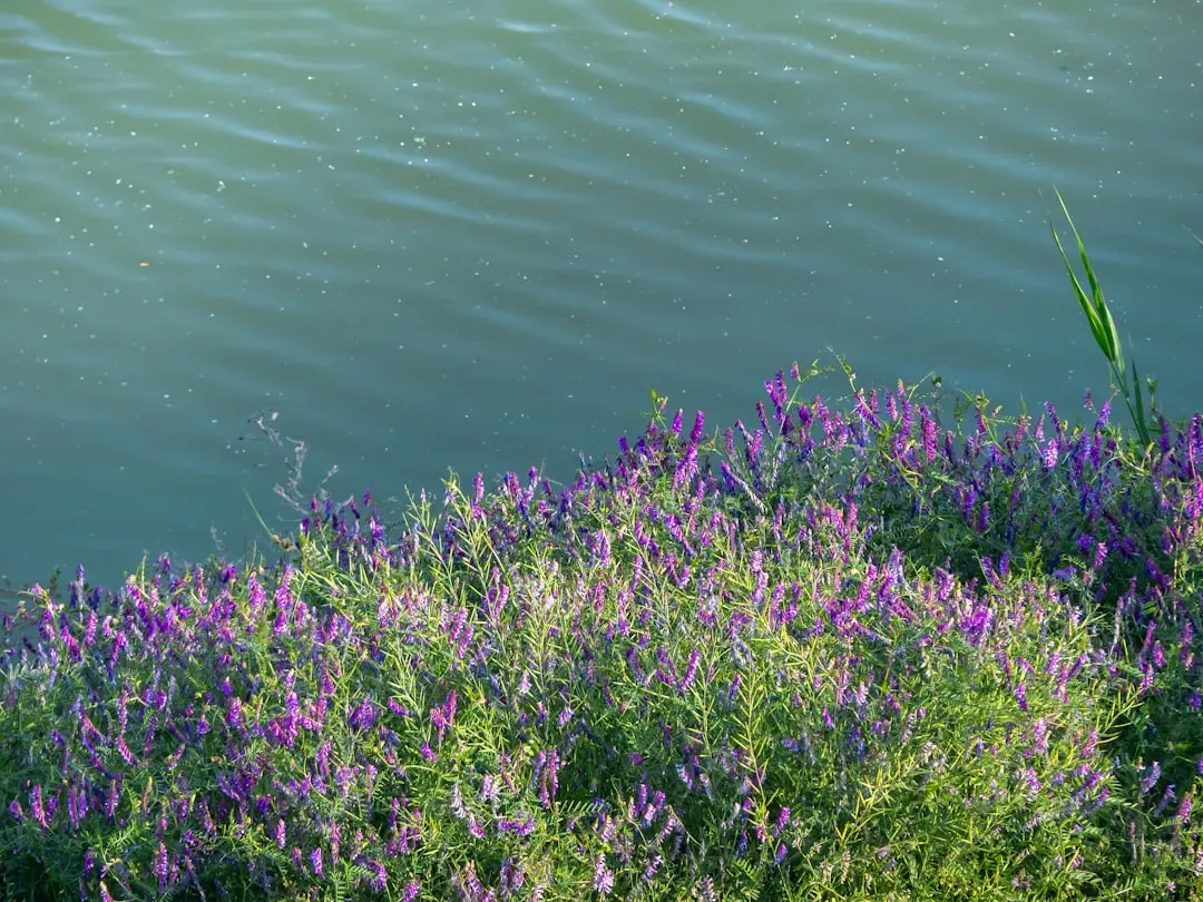 Pisces: Dreamy Lavender and Sea Green (Image Credits: Unsplash)