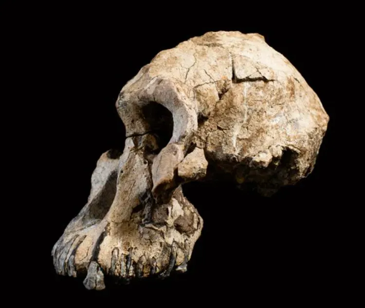 #15 - Australopithecus anamensis Overlapped With Its Own "Descendant" (By Dale Omori, CC0)