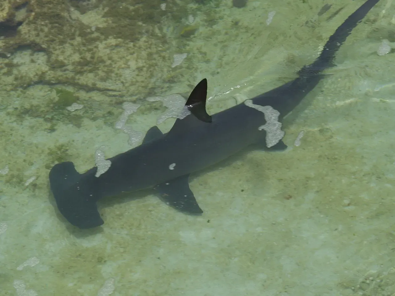 Lessons for Today’s Oceans: Past Survivors in Present Danger (Image Credits: Pixabay)