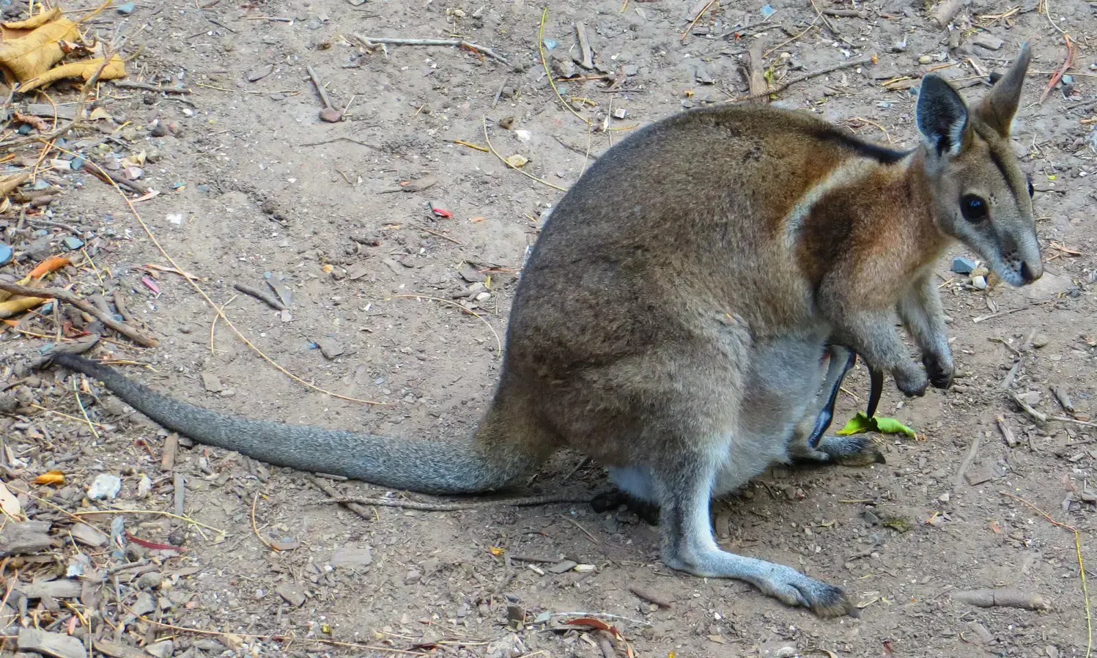 #6 - The Wallaby That Waited Nearly a Century (By DiverDave, CC BY-SA 3.0)
