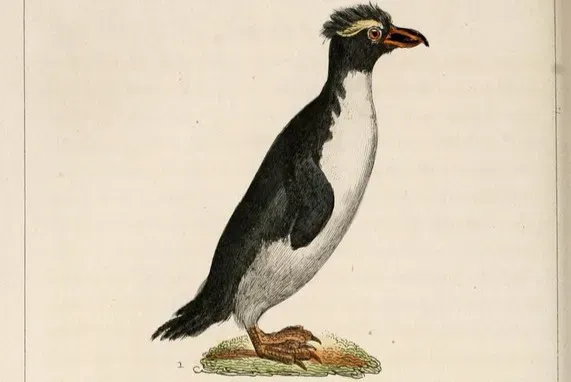 #13 - It Survived Centuries of Casual Hunting Before the Feather Trade Turned Industrial (Image Credits: Flickr)