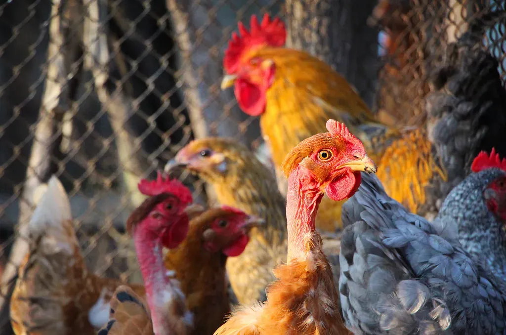 Birds Today: Living Proof That Dinosaurs Never Truly Died (Image Credits: Flickr)