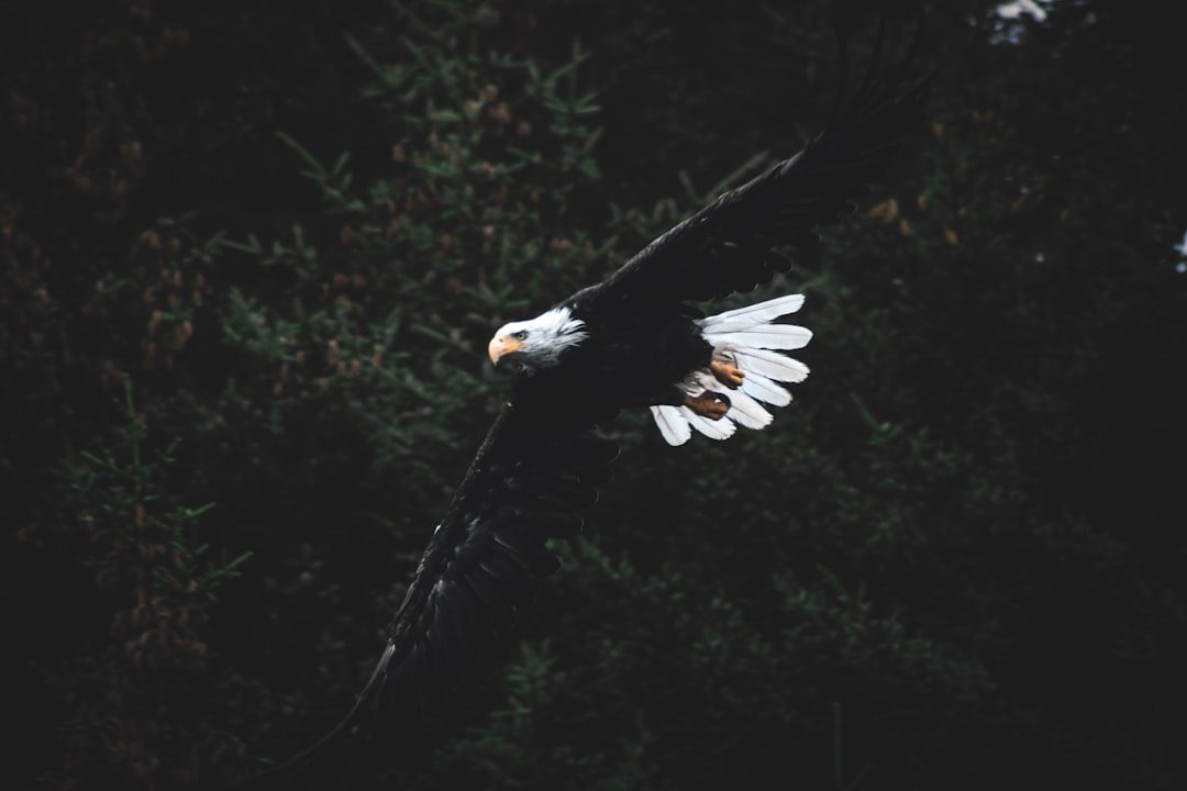 The Eagle: Messenger Between Worlds (Image Credits: Unsplash)
