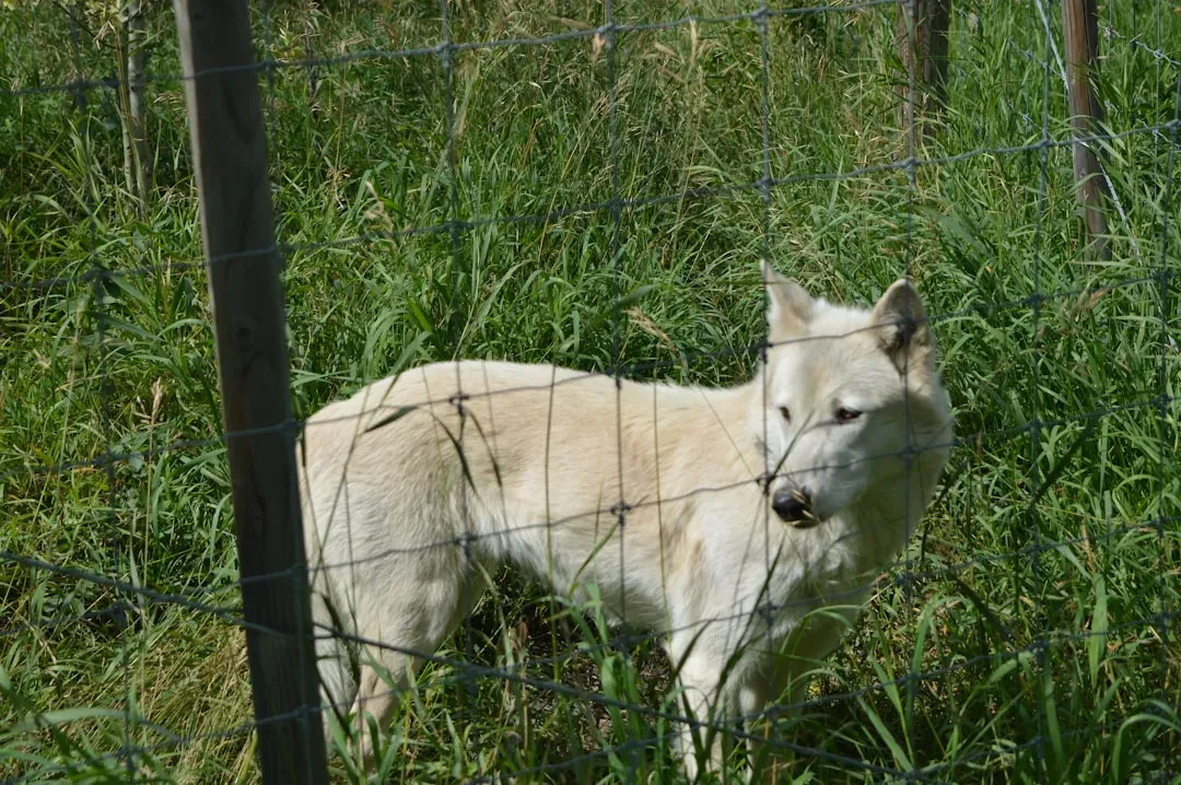 #8 - The Danger Wolves Pose to People and Livestock Is Wildly Overstated (Image Credits: Unsplash)