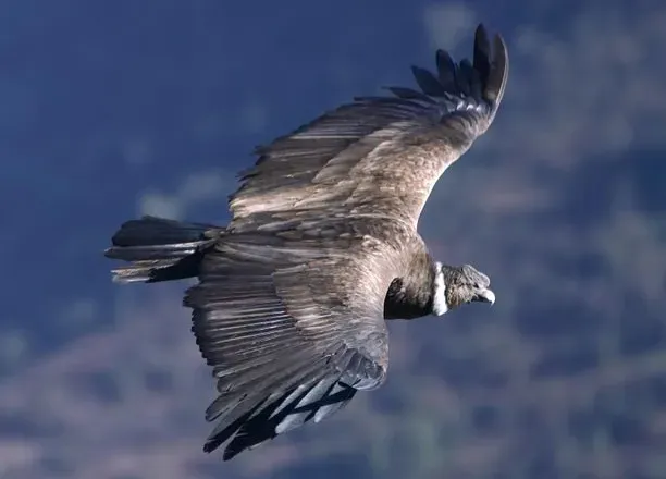 #6 - Reshaping Its Own Wing Curvature Mid-Flight (Image Credits: Pexels)