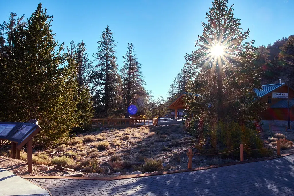 4. Conifers – Piney Snacks from Ancient Forests (dambranslv, Flickr, CC BY 2.0)