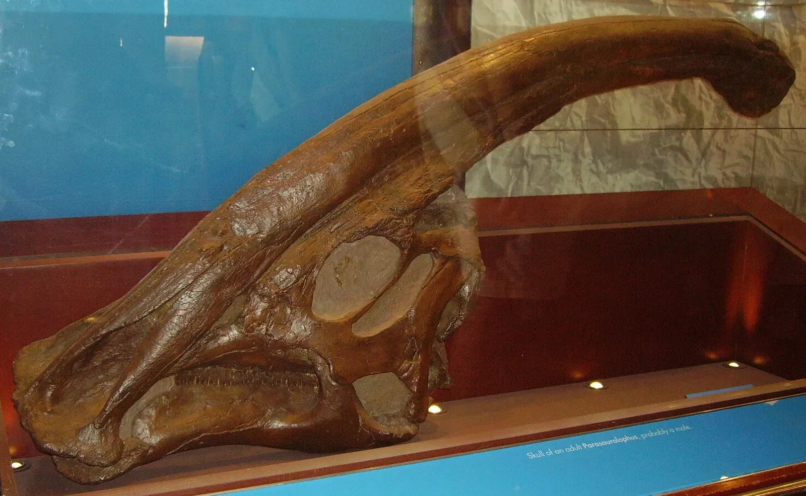 The Parasaurolophus and Its Built-In Sound System (Image Credits: Wikimedia)