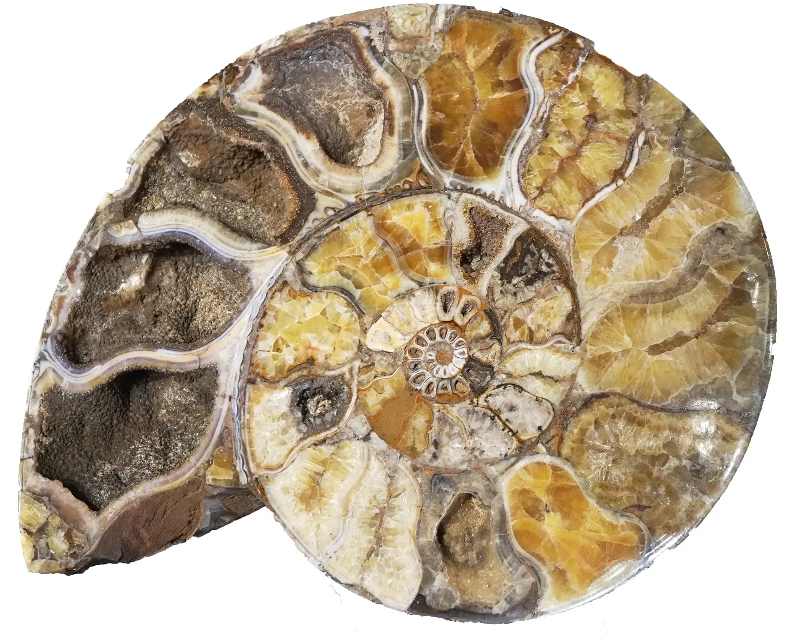 Nautiloids: The Shelled Assassins of the Ordovician (Image Credits: Wikimedia)