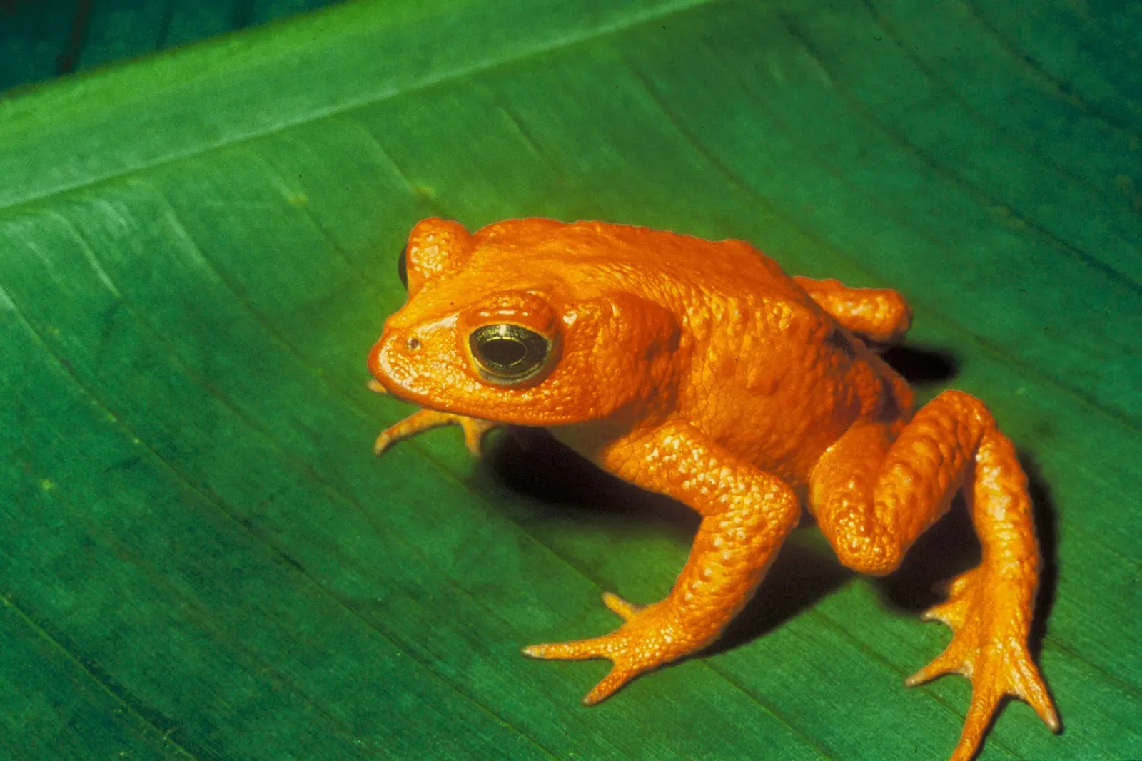 #6 - The Golden Toad That Decayed Before Anyone Could Preserve It Properly (U.S. Fish and Wildlife Service, Public domain)