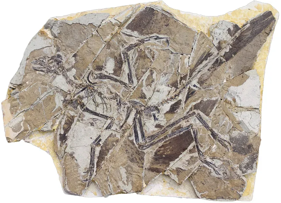 4. Dinosaur Colors Revealed: The Mesozoic Wasn't Grey After All (Image Credits: Wikimedia)