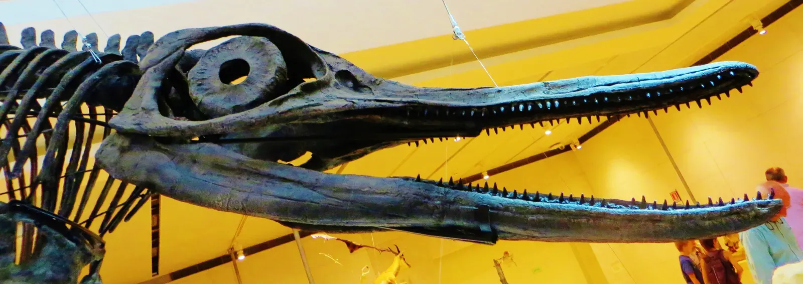 Needle Teeth in the Jurassic Seas: What Are We Really Talking About? (By Ghedoghedo, CC BY-SA 3.0)