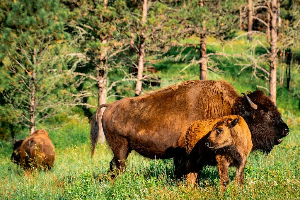 #1 - Declining Species Aren't Always Doomed to Disappear (Chad Davis., Flickr, CC BY 2.0)