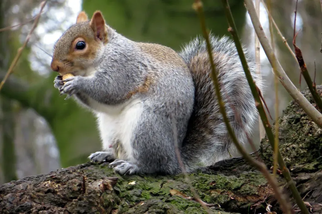 The Resourceful Squirrel: Planning Your Future Today (Image Credits: Flickr)