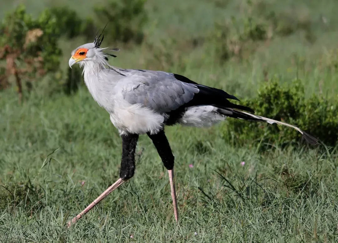 Secretary Birds: Raptors on Stilts (Image Credits: Unsplash)