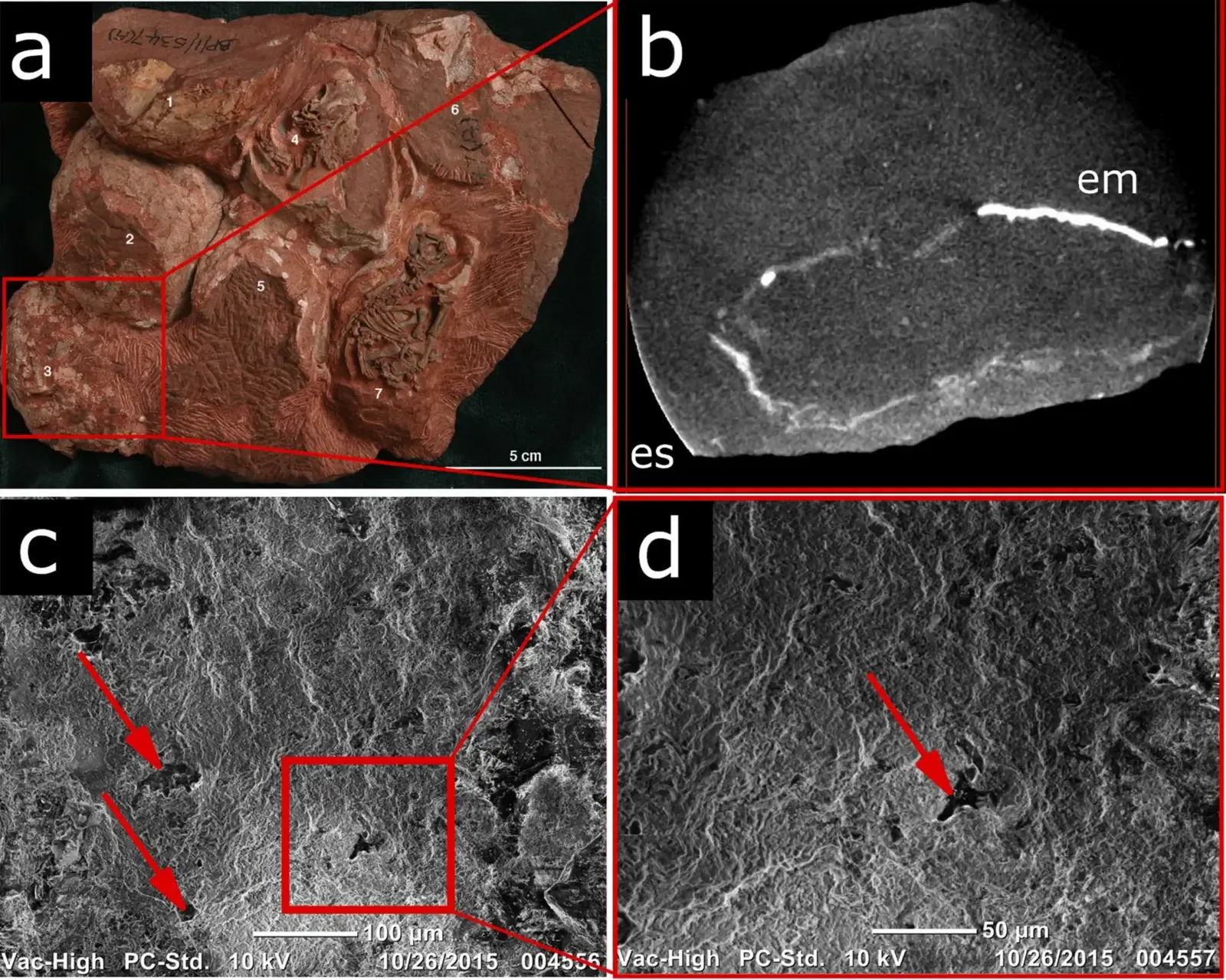 4. The Massospondylus Nursery - The World's Oldest Dinosaur Nesting Site (By Reisz, Robert R.; Huang, Timothy D.; Roberts, Eric M.; Peng, ShinRung; Sullivan, Corwin; Stein, Koen; LeBlanc, Aaron R. H.; Shieh, DarBin; Chang, RongSeng; Chiang, ChengCheng; Yang, Chuanwei; Zhong, Shiming (April 2013). "Embryology of Early Jurassic dinosaur from China with evidence of preserved organic remains". Nature. 496 (7444): 210–214., CC BY 4.0)