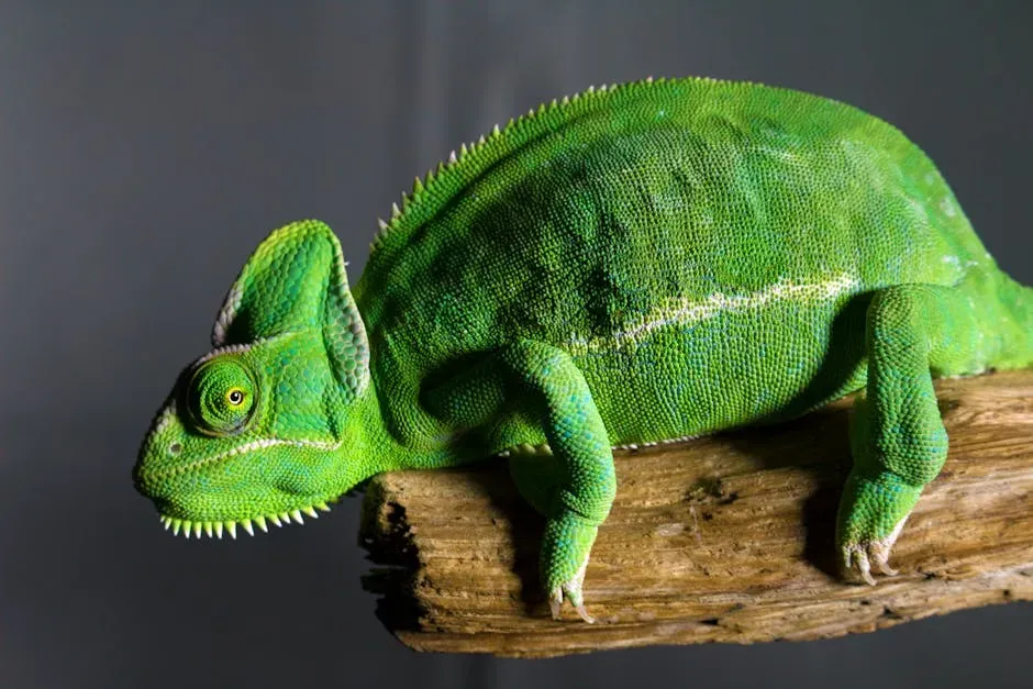 The Big Picture: Evolution Is More Fascinating Than You Were Told (Image Credits: Pexels)