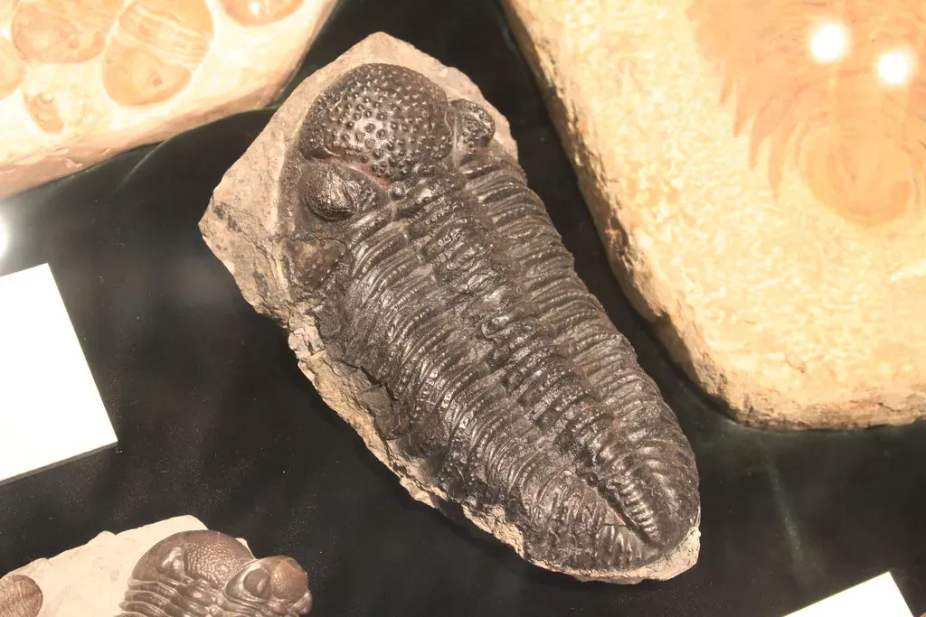 Trilobites: Ancient Arthropods With Hyper-Compound Eyes (Image Credits: Flickr)